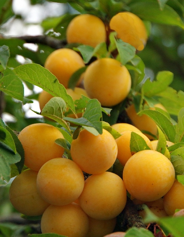 Алыча Подарок Санкт-Петербургу 