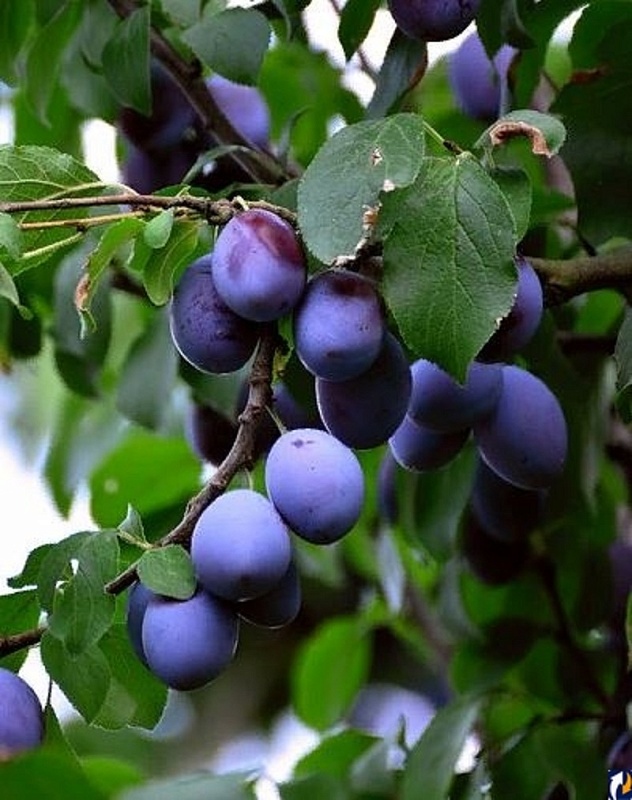 Слива Дашенька 