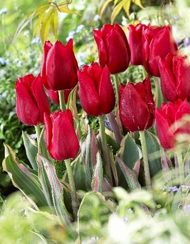 Тюльпан Мери Кристмас 1 уп. (3шт.) 