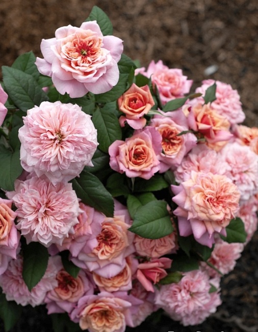 Роза японская Принцесса Мияби 