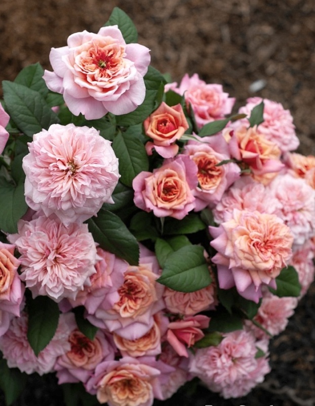 Роза японская Принцесса Мияби 