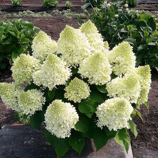 Гортензия метельчатая Бобо 1 шт Р9