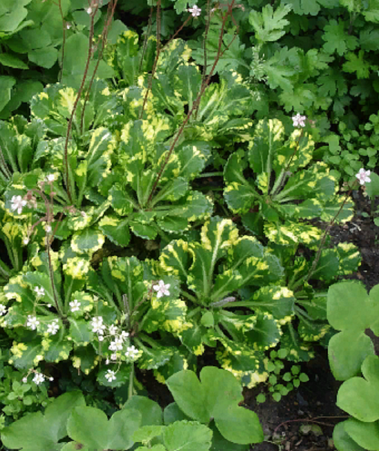 Камнеломка теневая Вариегата 1 шт Р9