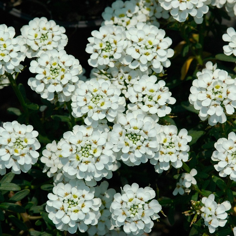 Иберис вечнозеленый Сноуфлэйк 1 шт Р9