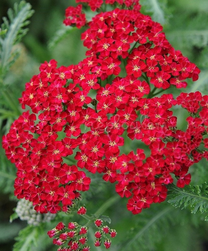 Тысячелистник Ред Шейдес ASF 1 шт Р9