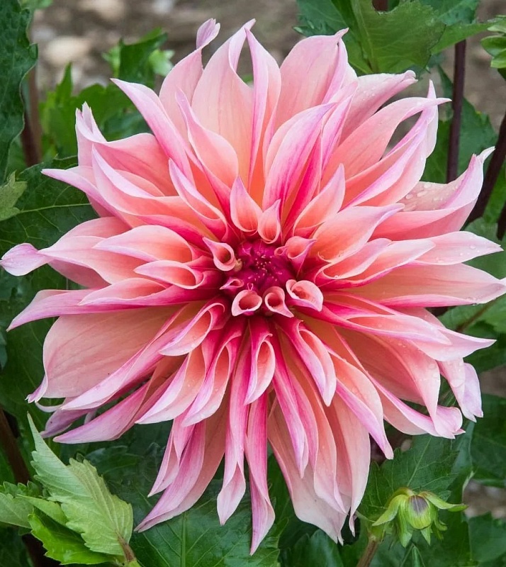 Георгина Лабиринт 1 шт