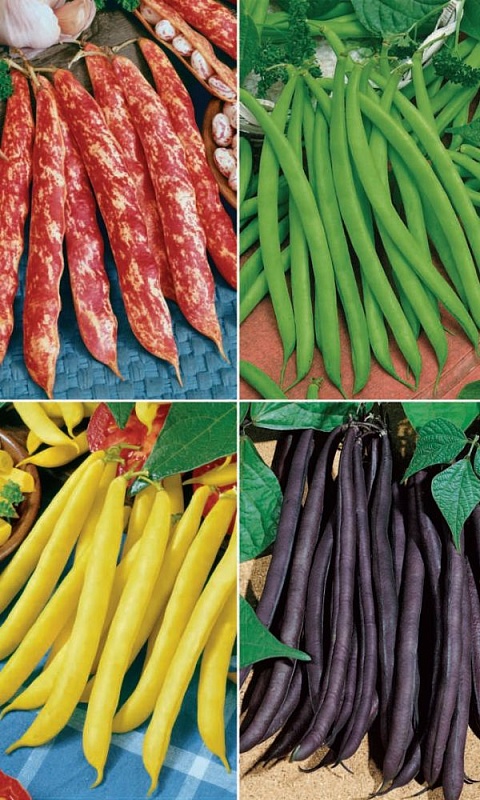 Фасоль Акварель - спаржевая (УД) 10 шт