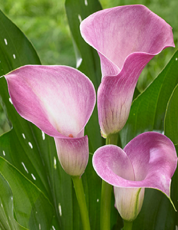 Калла Денвер 