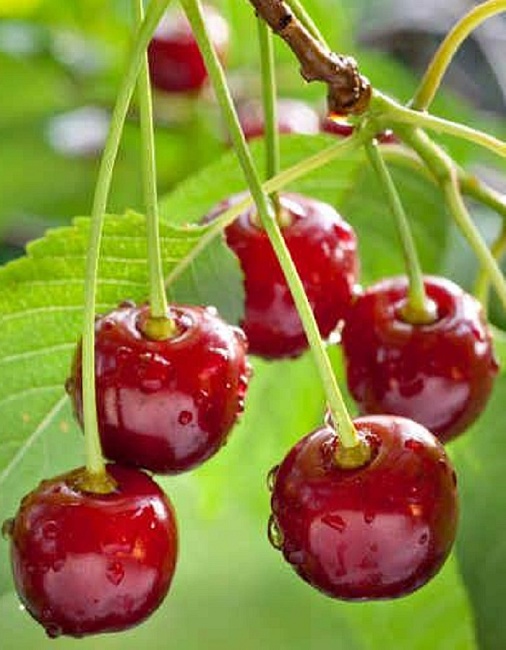 Вишне-черешневый гибрид (ВЧГ) Краса Севера 