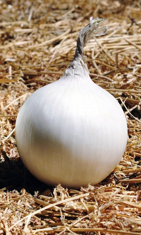 Лук репчатый Снежный шар F1 (УД) 0,2 гр. цв.п.
