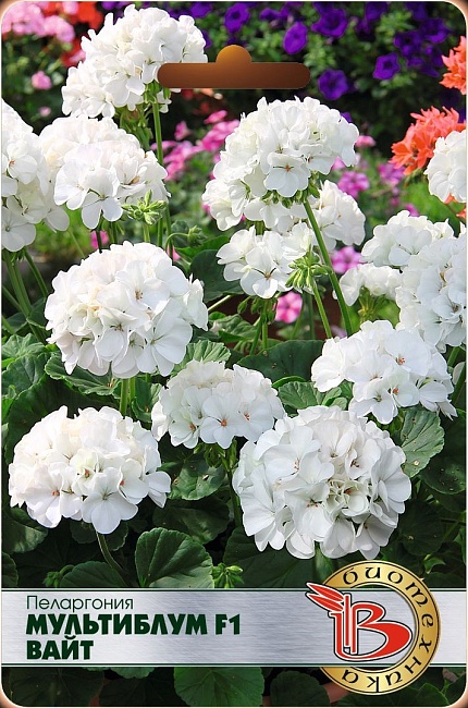 Пеларгония Мультиблум F1 Вайт 5 шт