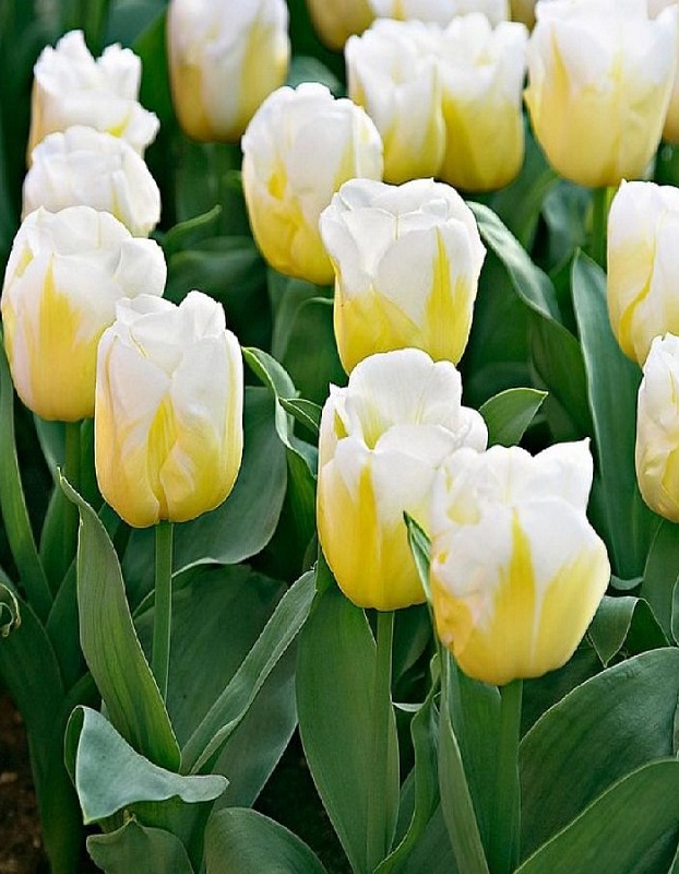 Тюльпан Калгари Флеймс 1 уп. (3шт.) 