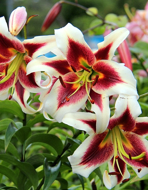 Лилия Джудит Саффинья