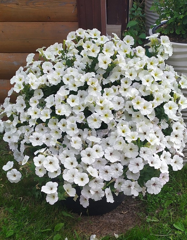 Петуния Джоконда F1 белая (Аэлита) 5 шт