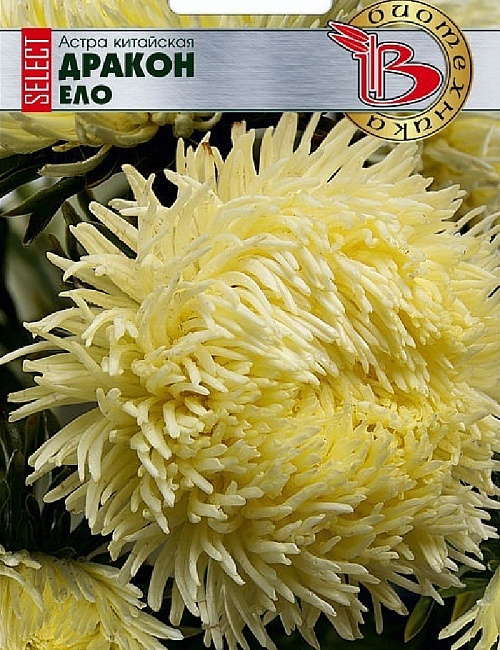 Астра Дракон селект Ело 30 шт