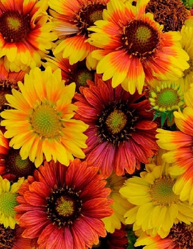 Гайлардия грандифлора Аризона Яркая смесь ASF 1 шт Р9