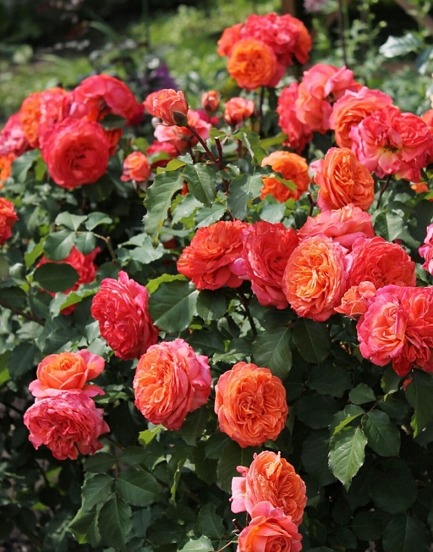 Роза кустовая Эмильен Гийо