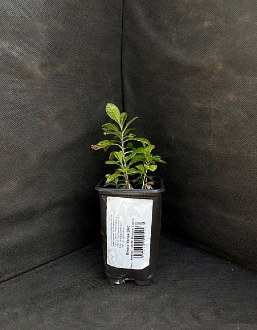 Флокс Успех 