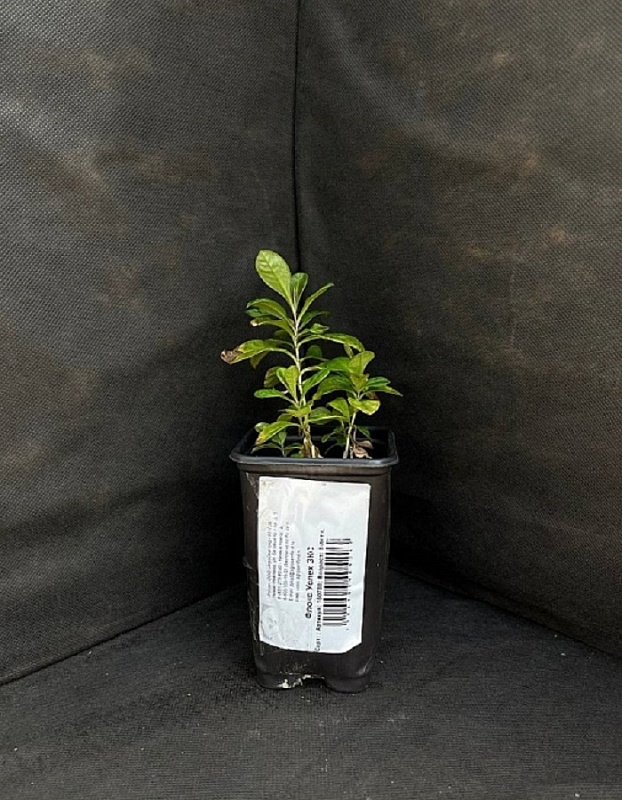 Флокс Успех 