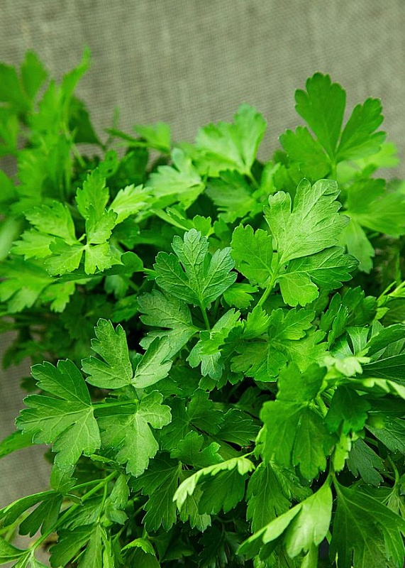 Петрушка листовая Итальянский гигант 3 гр б.п.