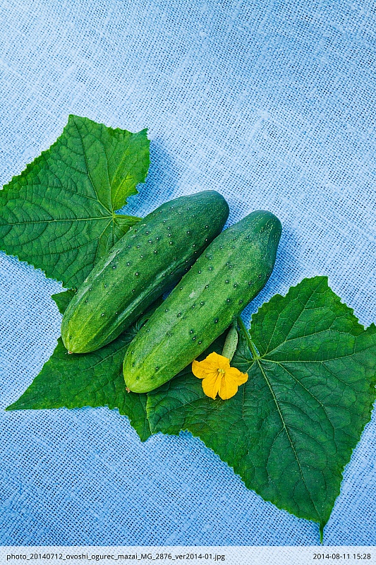 Огурец Мазай F1 0,25 гр цв.п.