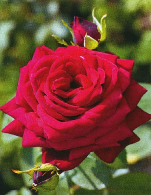 Роза чайно-гибридная Казахстанская Юбилейная 