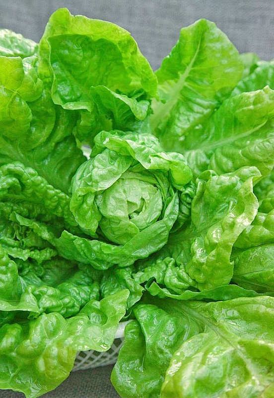 Салат Берлинский желтый 1 гр б.п