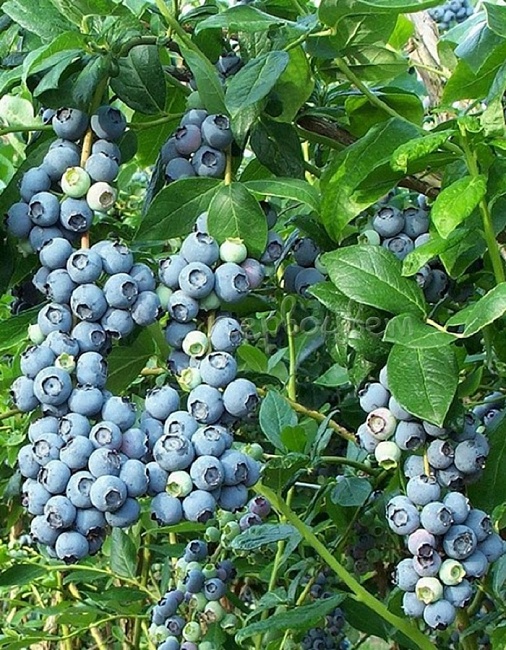 Голубика высокорослая Патриот