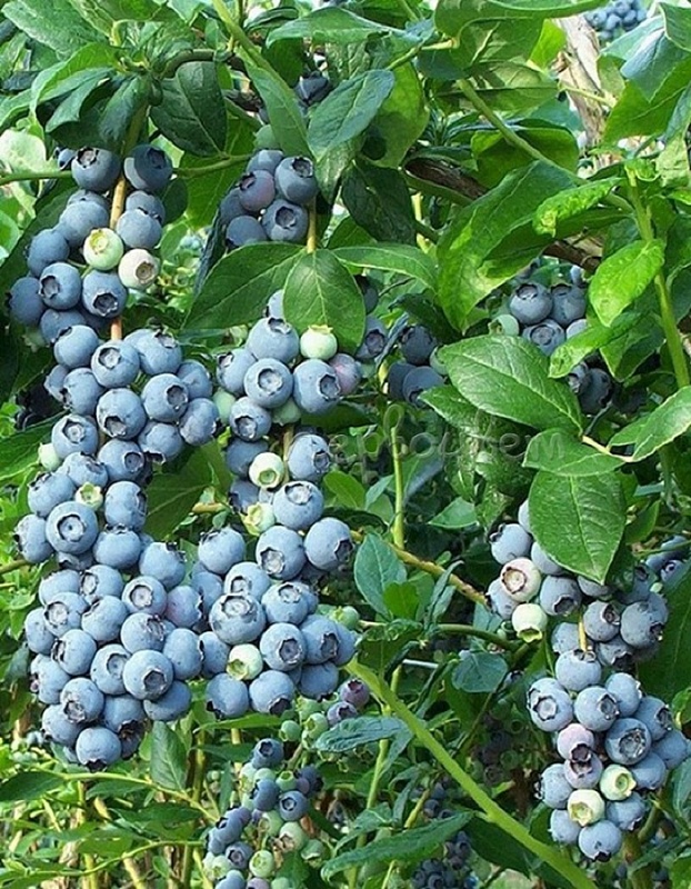 Голубика высокорослая Патриот