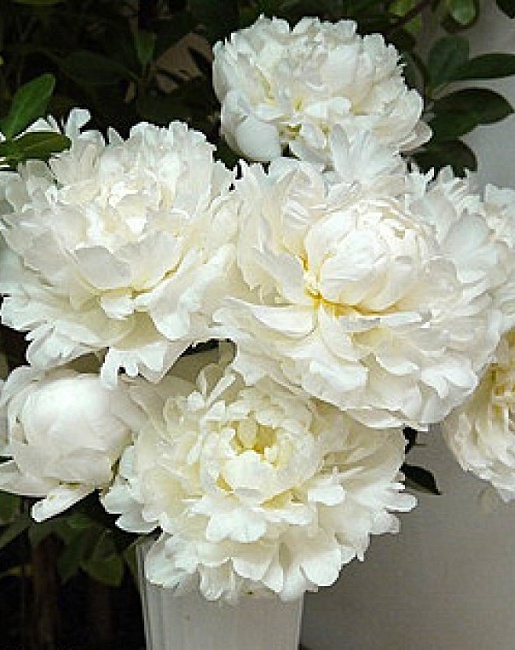 Пион травянистый Сноу Клауд