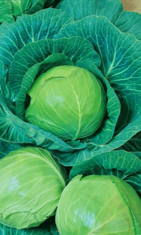 Капуста белокочанная Аврора (УД) F1 0,2 гр цв.п.