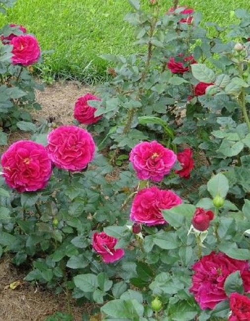 Роза английская Фишерман Фринд