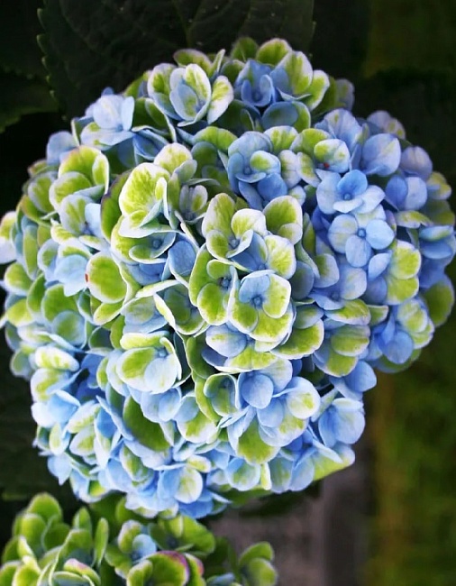 Гортензия крупнолистная Меджикал Революшен 1 шт Р9