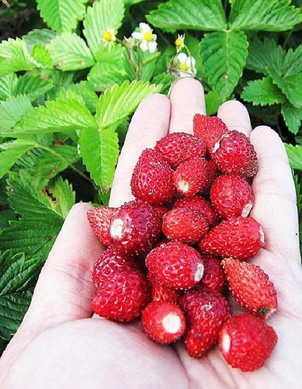 Земляника садовая Али-Баба ASF