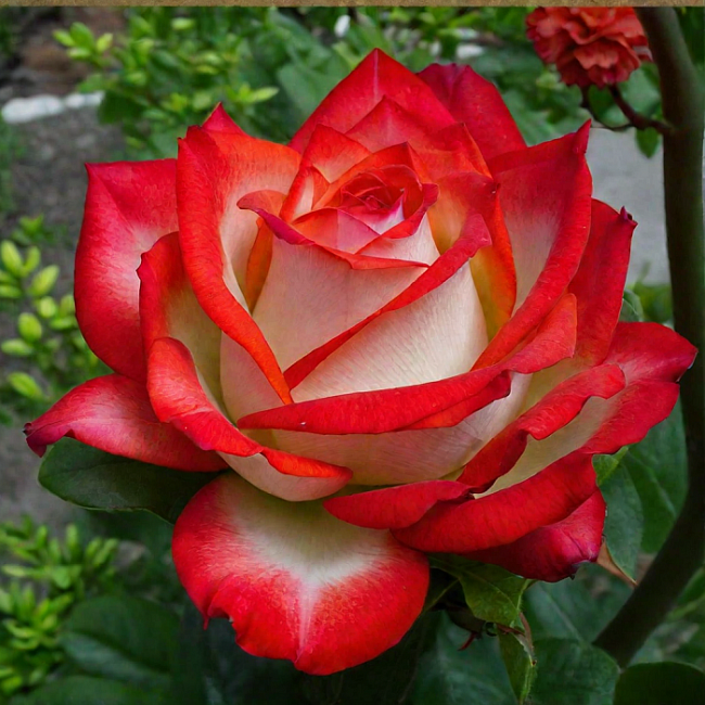 Роза чайно-гибридная Блаш 