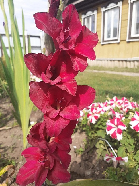 Гладиолус Кардинал 1 уп. (3 шт)