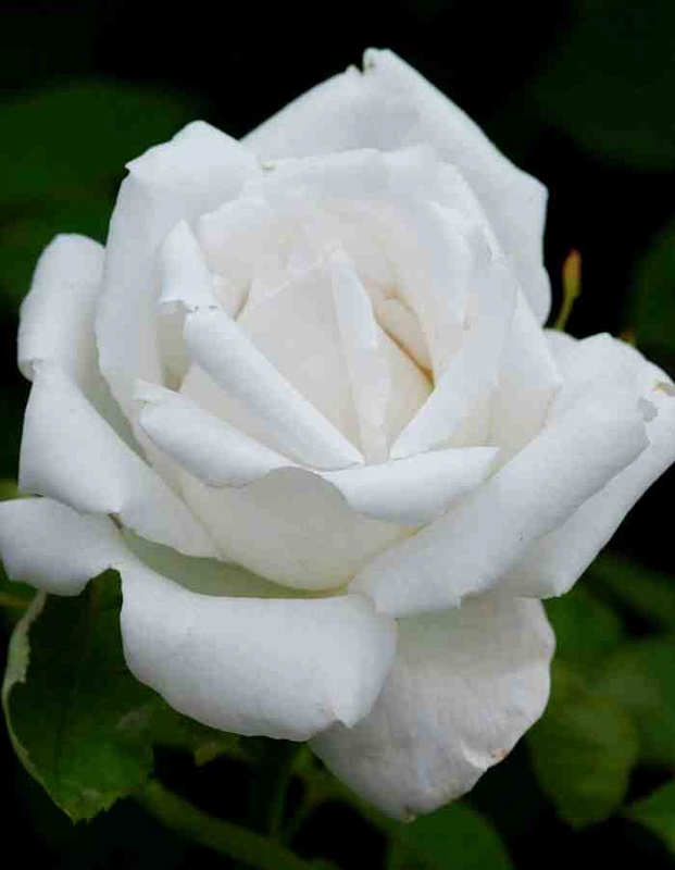 Роза ремонтантная Фрау Карл Друшки