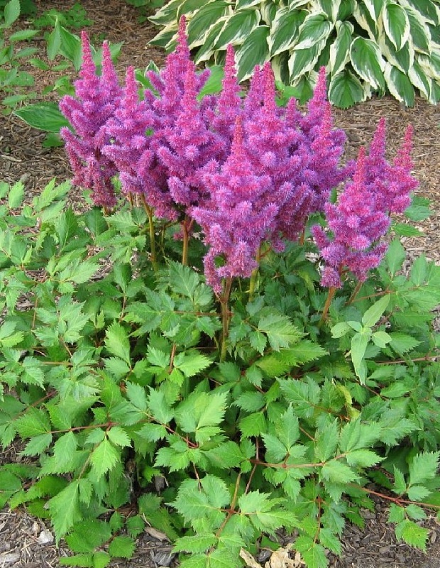 Астильба Аметист 