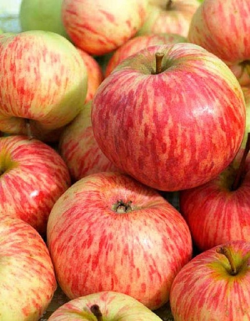 Яблоня Коричное Новое