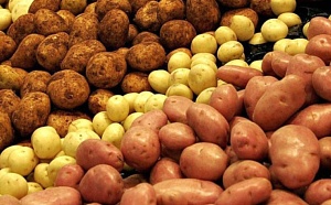 Семенной картофель. Что нужно знать при выборе.