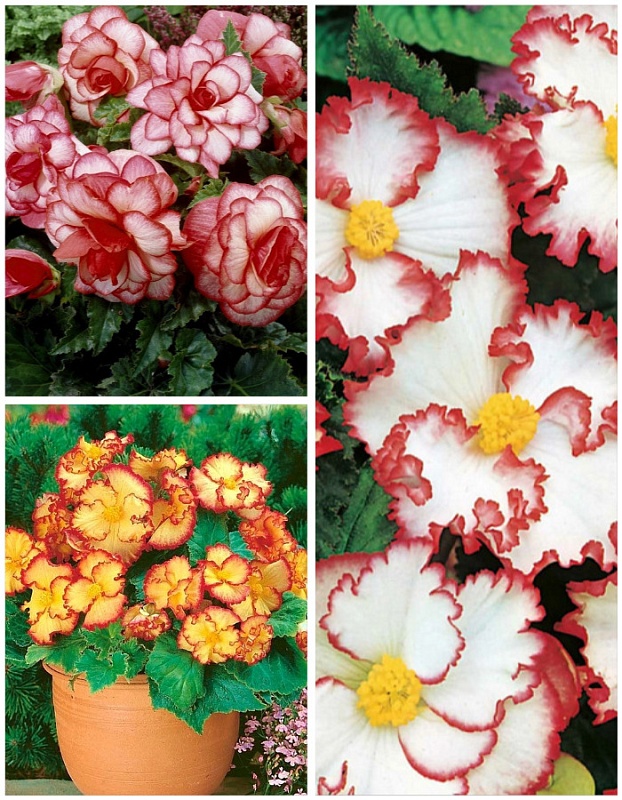 Микс бегоний махровых Тандем 3 шт.