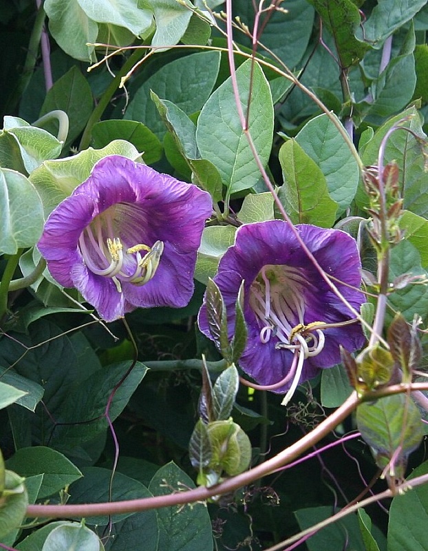 Кобея лазающая Сканденс (УД) 3 шт цв п