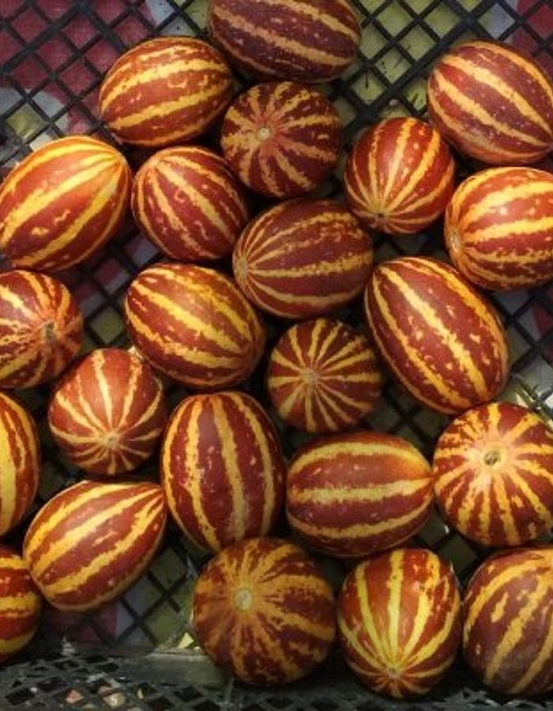Дыня вьетнамская Подарок дедушки Хо Ши Мина 3 шт цв п 