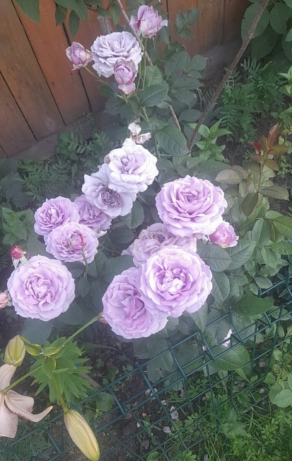 https://agrosemfond.ru/catalog/rozy_1/floribunda/roza_floribunda_novalis_1_sht/