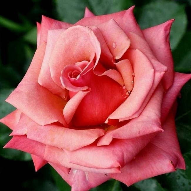 Роза английская Маргарет Уильямс