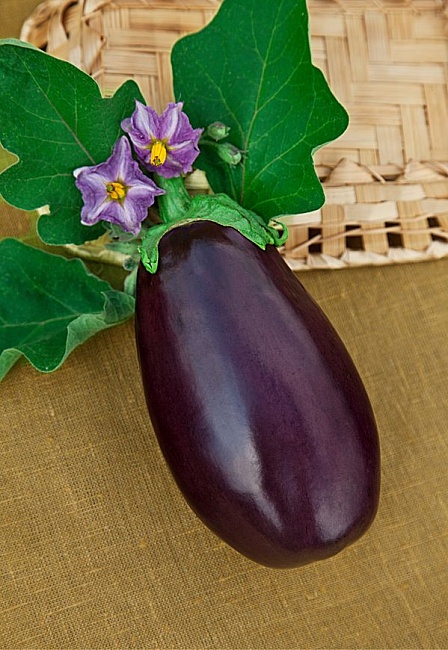 Баклажан Черный красавец 0,1 гр  цв.п.