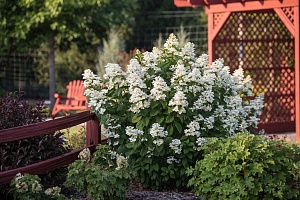 Гортензия метельчатая! Как выбрать.