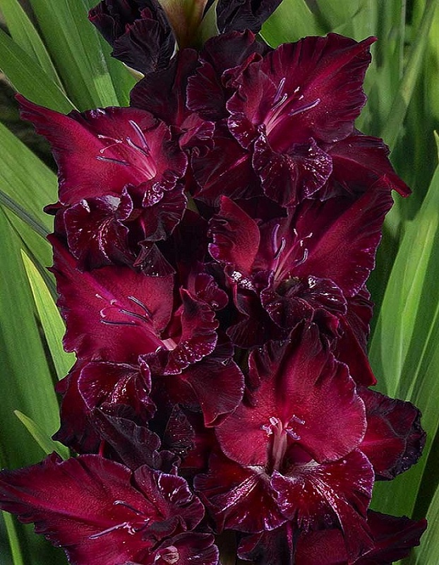 Гладиолус Рождение Вселенной 1 уп. (3 шт.)