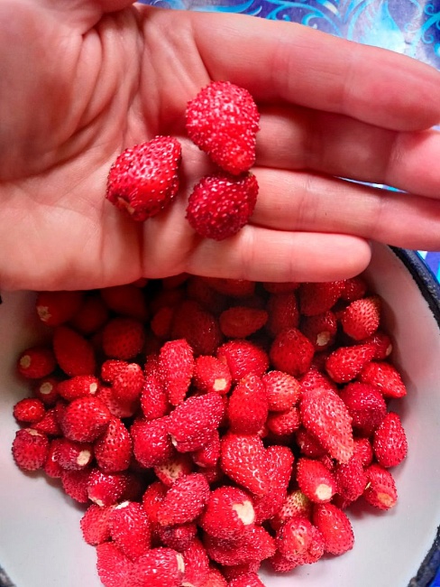 Земляника Сказочная альпийская (УД) 0,05 гр цв. п.