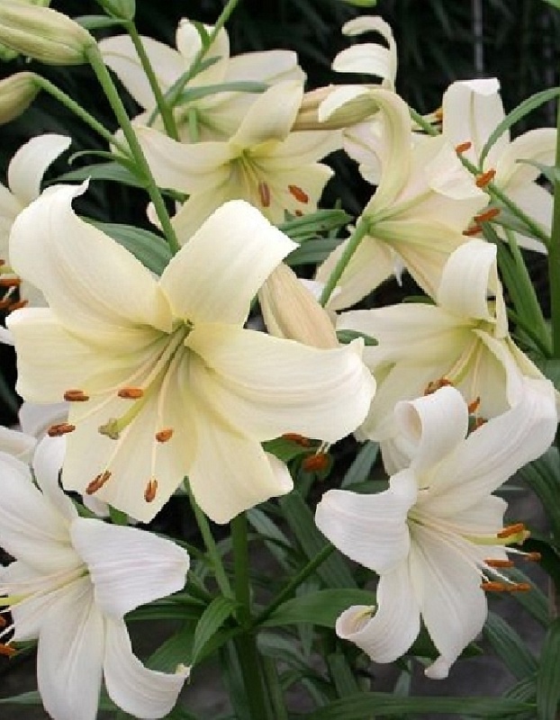 Лилия Перл Вайт 